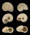 Moelleriopsis messanensis e Moelleriopsis sp.